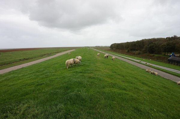 blåbär_1100.jpg blåbär_1100.jpg