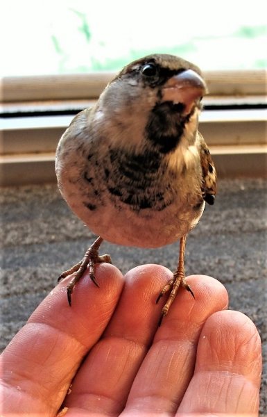 Sparv Sandstaden El Rocio.JPG