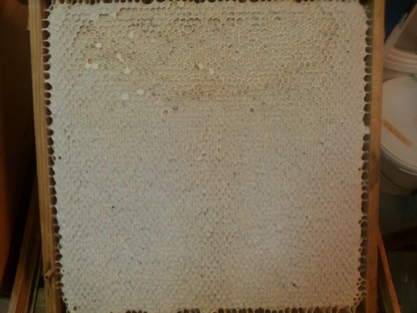 Honungsram täckt med vax..jpg