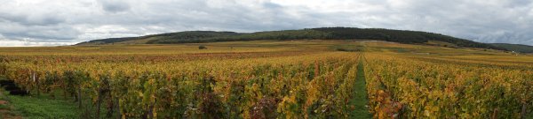 blåbär_1320.JPG blåbär_1320.JPG