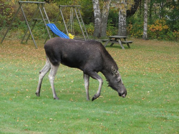 Älgko i trädgården.JPG