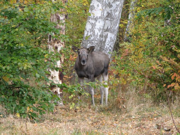 Kalv i släptåg.JPG