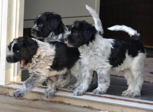 Cazper-Calisto&Camira.jpg Cazper-Calisto&Camira.jpg