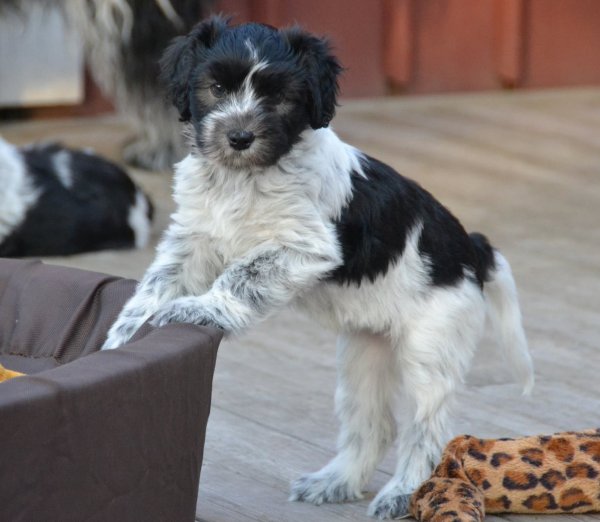 TrolltorpetsCambusCamira-Mira.jpg TrolltorpetsCambusCamira-Mira.jpg