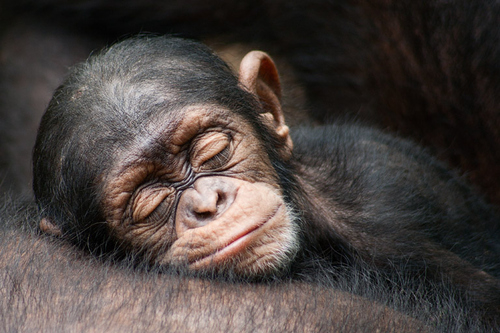 Sleeping-Chimp.jpg Sleeping-Chimp.jpg