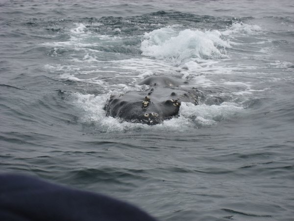 717. Akta så jag inte puffar på er.JPG