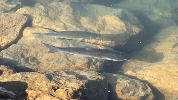 fullsizeoutput_1288.jpeg fullsizeoutput_1288.jpeg