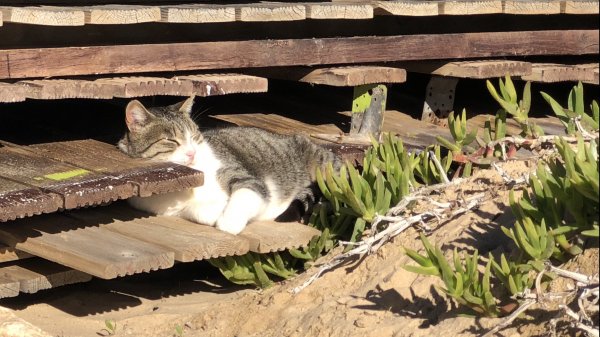 fullsizeoutput_1286.jpeg fullsizeoutput_1286.jpeg