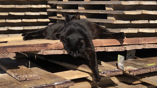 fullsizeoutput_1285.jpeg fullsizeoutput_1285.jpeg