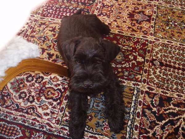 Motala Motormuseum 09 049.jpg