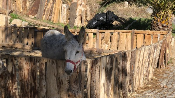 fullsizeoutput_12fc.jpeg fullsizeoutput_12fc.jpeg