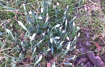 Plusgrader! Snödroppar! Nästan all snö borta!