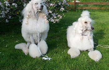 Kan det bli valpar ?