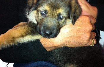 Hundägare igen efter