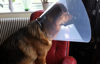 Nu har vi en deppig hund