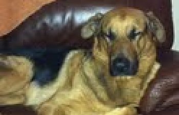 gaston.jpg gaston.jpg