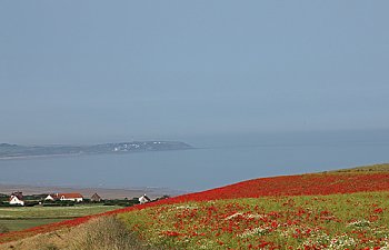 Vallmofält.jpg Vallmofält.jpg