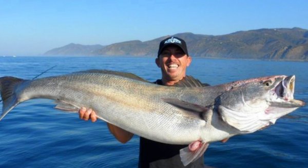 Seabass.jpg