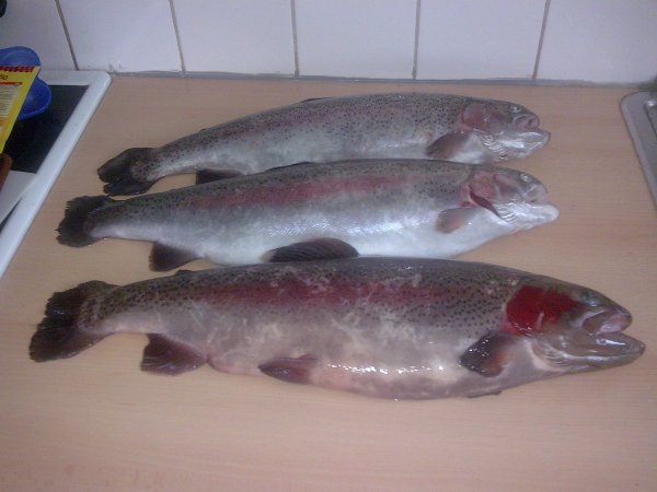 N78 113.jpg N78 113.jpg