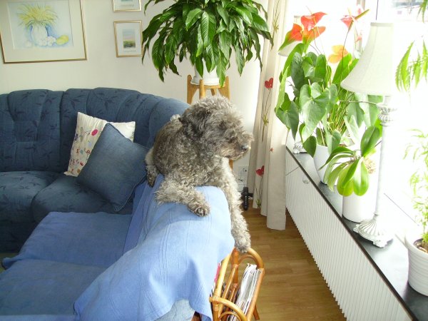 Axel o Alvin 2009 025.jpg