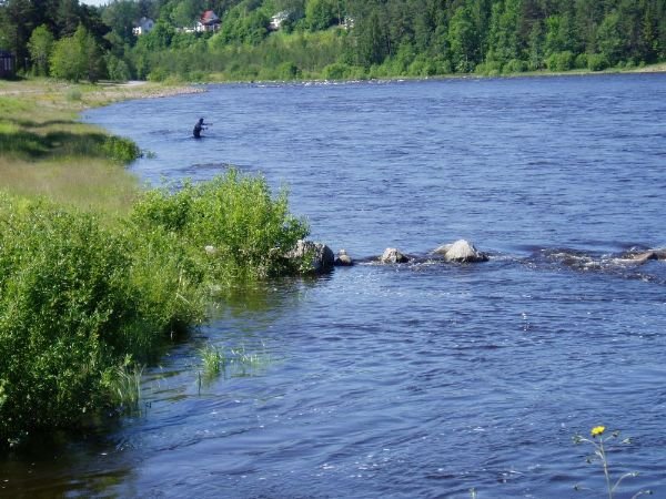 Fiske Aelvkarleby_090625_4.jpg