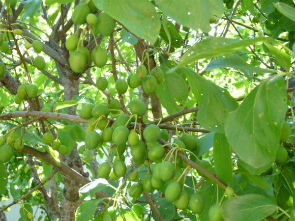 inte_bra_för _rumpan.JPG