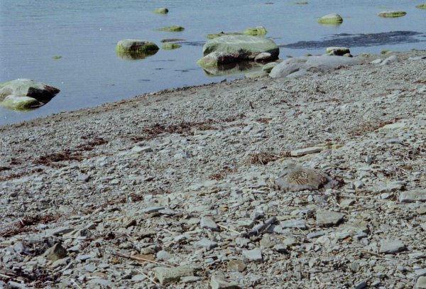 STRAND01.jpg