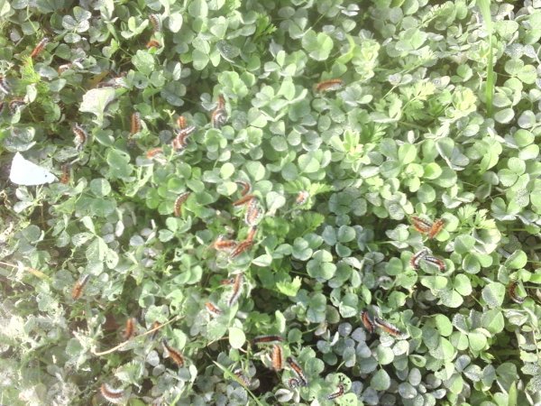 180121 Larver.jpg 180121 Larver.jpg