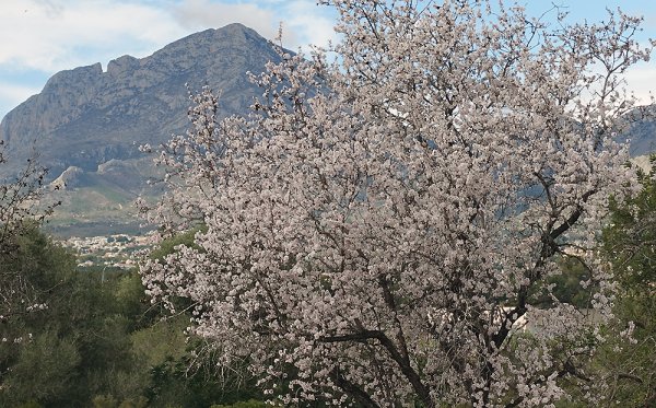 mandelblom.jpg mandelblom.jpg