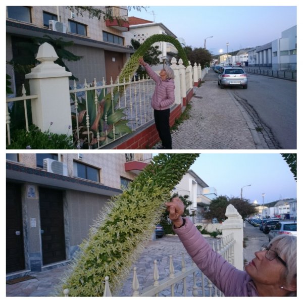 20180207_092948-COLLAGE.jpg 20180207_092948-COLLAGE.jpg
