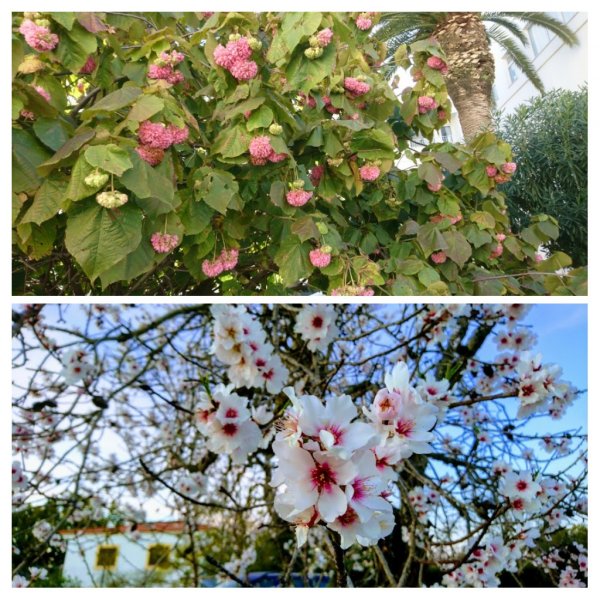 20180207_093130-COLLAGE.jpg