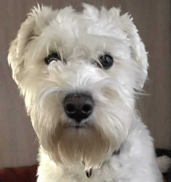 8A57D9F4-3778-4B44-B8EE-1F36DDF934DC.jpeg 8A57D9F4-3778-4B44-B8EE-1F36DDF934DC.jpeg