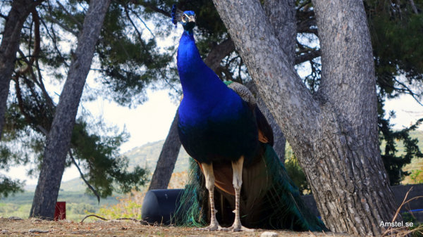 1714-04-Chania-Heraklion.jpg 1714-04-Chania-Heraklion.jpg