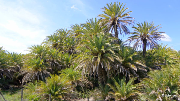 1714Sitia-Vai06.JPG 1714Sitia-Vai06.JPG