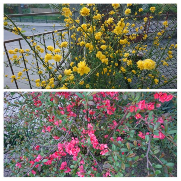20180420_193135-COLLAGE.jpg