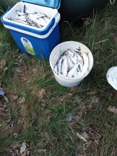 180428 Sill.jpg 180428 Sill.jpg