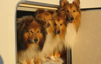 Adriatik Coral 660 SL