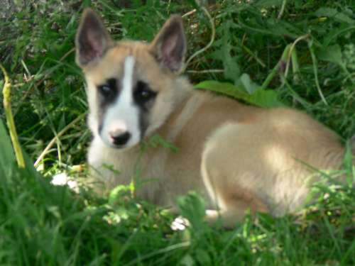 husbilskalle 144-500.jpg