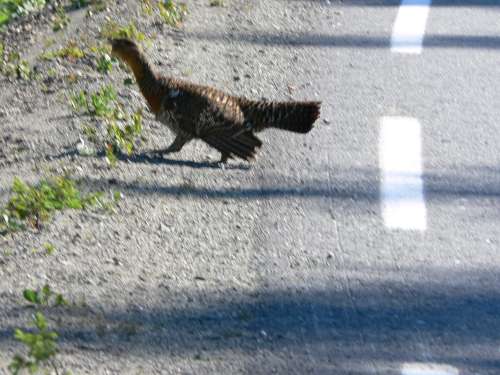 husbilskalle 170-500.jpg