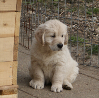 7ugerhvalpesarah09a.jpg 7ugerhvalpesarah09a.jpg