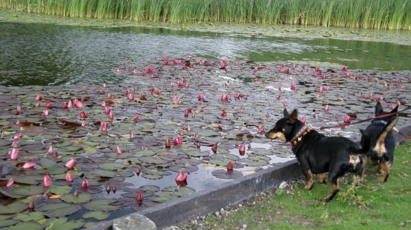 Fina näckrosor i Nyköping..JPG