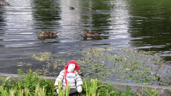 Kalle och pippifåglar i Nyköping..JPG