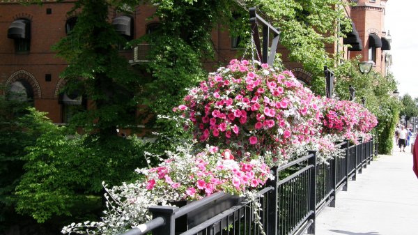 Kalle bland blommor i Nyköping..JPG