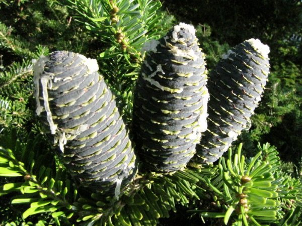 ostkusten 093.JPG ostkusten 093.JPG