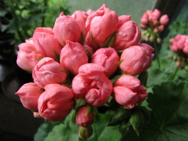 ostkusten 121.JPG ostkusten 121.JPG