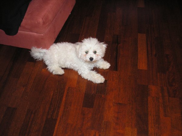 Kille ja Nippe 008.jpg