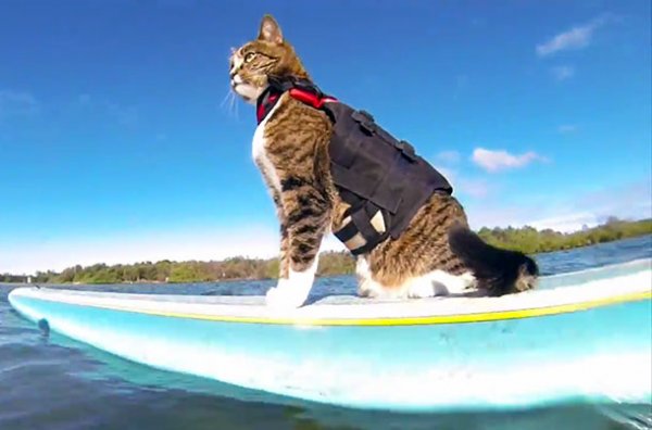 Kitty surf.jpg