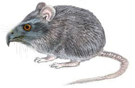 mushök.jpg mushök.jpg