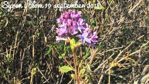 upload_2018-9-18_17-12-38.jpeg upload_2018-9-18_17-12-38.jpeg