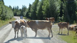 Anv Särvsjövägen.JPG